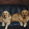 Adrian Albu - @adrian.albu50 - TikTok