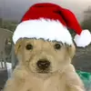 Adrian apaza - @adrianapaza.1 - TikTok
