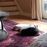 kittens - @adrian_batten - Instagram