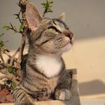 Noah o gato nozinho - @baumgartneradriana1 - Instagram