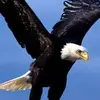 Adrian Beqiri Nani - @adrianbeqirinani - TikTok