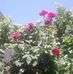 Adrians Berman - Facebook