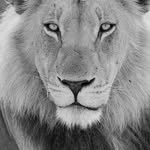 Adrian Binns - @aonsafariwnt - Instagram
