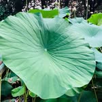 Adrian Blanchard - @andahardrainbl - Instagram