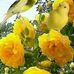 Adrian Cañas - Facebook