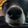 Adrian Chambers4776 - @adrianchambers477 - TikTok