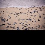 @adrian_chapman - Instagram