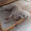 Adriana Cristerna - @adriana.cristerna - TikTok