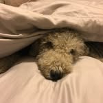 Adrian Curtis - @nismodog - Instagram
