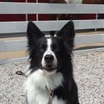 Adrian Custer - @adriancuster - Instagram