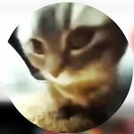 chipi chipi - @adrian_daily_chipi - Instagram