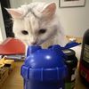 Adrian Dang - @adrian.dang2 - TikTok
