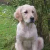 adrian - @adrian_dawson09 - TikTok