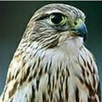 adrianellerton - @adrianellerton - Instagram
