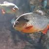 Adrian Espitia - @adrian._.espitia - TikTok