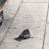 adrianafierro - @adrianafierro01 - TikTok
