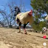 adriangatica - @adriangatica69 - TikTok