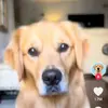 adriannegause - @adriannegause17 - TikTok