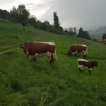 Adrian Gerber - @gerber7978 - Instagram