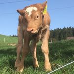 Glücki - @adrianglucki - Instagram