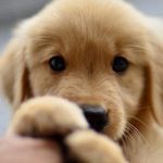 Adrian Hammond - @puppy_love462 - Instagram