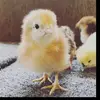 Adrian Handley - @humane_intelligence - TikTok