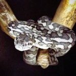 Adrian Healy - @adrianspythons - Instagram