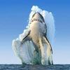 Adrian Healy - @greatwhite77 - TikTok