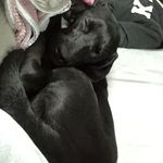 @apollo.adrian_hebert - Instagram
