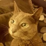 Adrian Henley - @boom_henley - Instagram
