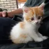 Existentialkitten - @adrianhiggs1 - TikTok