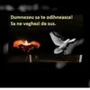 adriantolanholzsc - @adriantolanholzsc - TikTok