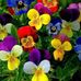 Adriana Horta - Facebook