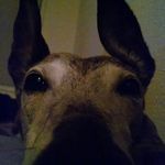 Adrian Huggins - @adrian_bot - Instagram