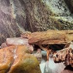 mr Muggins - @adrian.hurley.750 - Instagram