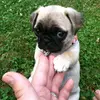 adrianahutton428 - @lookingforaclan42 - TikTok