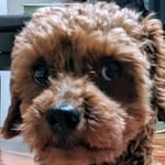 Adrian/黃子昂 - @adrian.hwang - Instagram