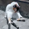 Adrian IP - @adrian.ip18 - TikTok