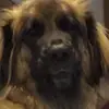 Adrian Jackman - @adrian.jackman8 - TikTok