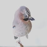 Adrian Johnstone - @adrian.johnstone.taxidermy - Instagram