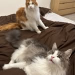 Adrian, Jonáš, Keyra & Onyx | Rytíři kočičího stolu - @maincoonlifecz - Instagram