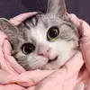 Cute cat - @adriankirkman946 - TikTok