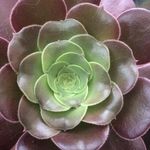 Adrian Link - @adrian_and_christine - Instagram
