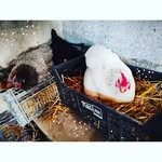 Adrian Lyles - @iokinkahuna - Instagram