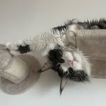Adrian_Vrbické močály - @adrian_maine_coon - Instagram