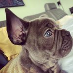 Adrian Maliszewski - @ludwig_the_frenchie.de - Instagram