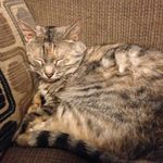 Hienz Catsup - @adrian_manley - Instagram