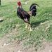 Adrian Martines - Facebook