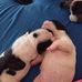 Adrian Mihai - Facebook