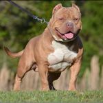 Adrian McCray - @prime.timebullies - Instagram
